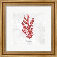 Framed 'Red Sea Coral' border=