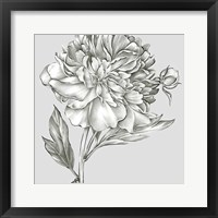 Framed 'Glorious Peony I' border=