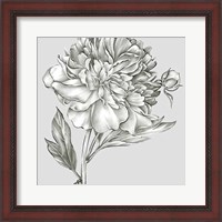 Framed 'Glorious Peony I' border=