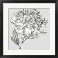 Glorious Peony I Framed Print