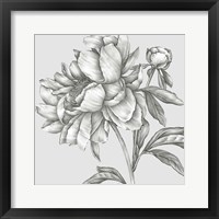 Framed 'Glorious Peony II' border=