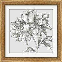 Framed 'Glorious Peony II' border=