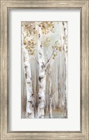 Framed Sunset Birch Forest I