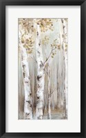 Sunset Birch Forest I Framed Print