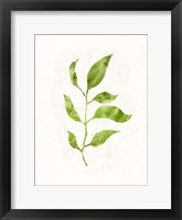 Sapling II Framed Print