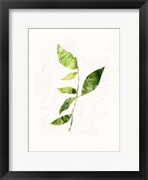 Sapling III Framed Print