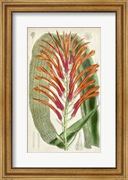 Framed Tropical Gems VI