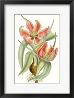 Framed Curtis Tulips I