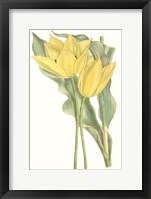 Curtis Tulips II Framed Print