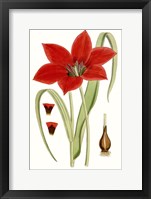 Curtis Tulips IV Framed Print