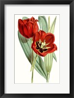 Framed Curtis Tulips V