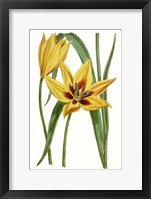 Curtis Tulips VI Framed Print