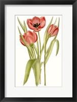 Framed Curtis Tulips VII