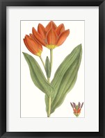 Curtis Tulips IX Framed Print