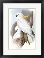 Pastel Parrots V Framed Print