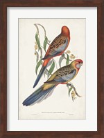 Framed Tropical Parrots II