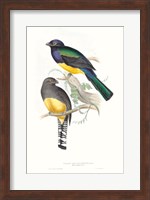 Framed Tropical Trogons II