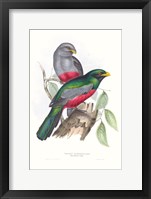 Tropical Trogons III Framed Print