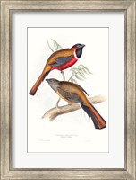 Framed Tropical Trogons IV