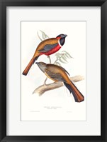 Tropical Trogons IV Framed Print