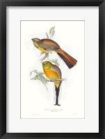 Tropical Trogons VI Framed Print