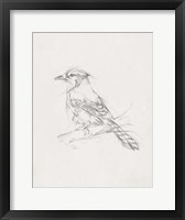 Framed Avian Study  IV