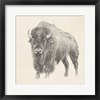 Framed 'Western Bison Study' border=