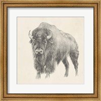 Framed 'Western Bison Study' border=