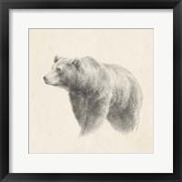 Framed 'Western Bear Study' border=