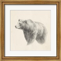 Framed 'Western Bear Study' border=