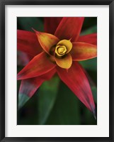 Bromeliad Burst IV Framed Print