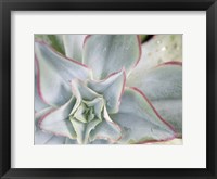 Desert Star II Framed Print