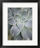 Hanging Garden Succulent I Framed Print