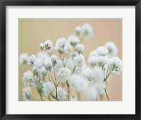 Baby's Breath Study II Framed Print