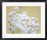 Baby's Breath Study III Framed Print