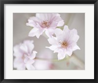 Framed Cherry Blossom Study III