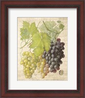 Framed 'Grapevine I' border=