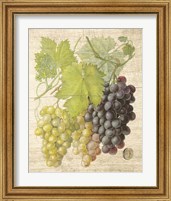 Framed 'Grapevine I' border=