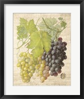 Framed Grapevine I