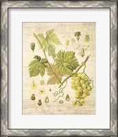 Framed 'Grapevine II' border=