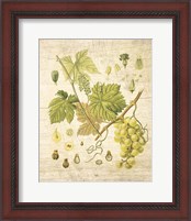 Framed 'Grapevine II' border=