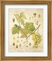 Framed 'Grapevine II' border=