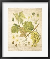 Framed Grapevine II