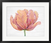 Framed Single Pink Bloom I