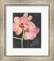 Framed 'Chalkboard Flower I' border=