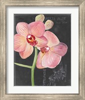 Framed 'Chalkboard Flower I' border=