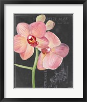 Framed 'Chalkboard Flower I' border=