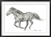 Framed Wild Horse Portrait I