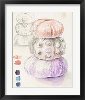 Framed 'Sea Urchin Sketches I' border=