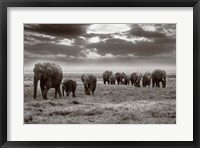 Framed Amboseli elephants